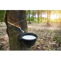 VASS- Vietnamese American School System