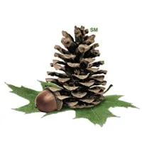 Molpus Woodlands Group