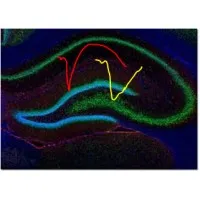 Synaptic Plasticity & Memory Laboratory