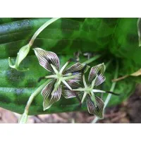 Green Biome Institute