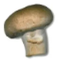 Mushroom TV