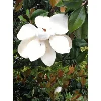 Magellan Behavioral Health