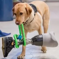 ECAD, Educated Canines Assisting with Disabilities