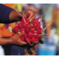 Feed Denver: Urban Farms & Markets