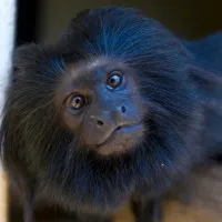 Fundacao Parque Zoologico De Sao Paulo