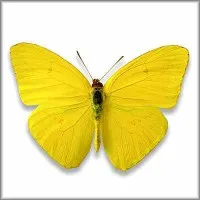 Jackson's ALL WELLness Services, LLC