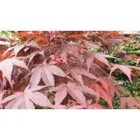 The National Agency for Fiscal Administration