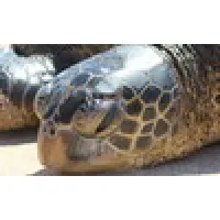 Hawaii Turtle Tours