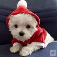 Northstar Solutions Inc