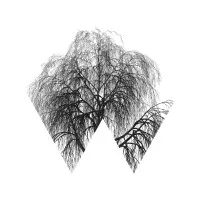 Weeping Willow Holdings