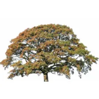 Oakfield Psychological Services