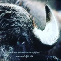 Antica Mozzarella di Battipaglia