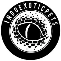 Indoexoticpets