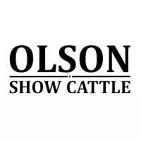 OLSON SHOW CATTLE