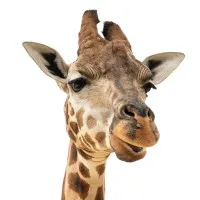 Jungle Jim's Pharmacy