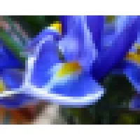 Cornerstone Partners Horticultural Services Co.