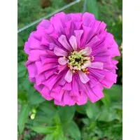 Newton Community Farm