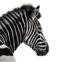 Investec