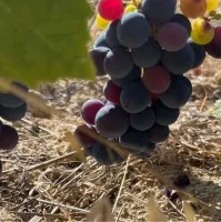 Joel Filipe Da Silva Guerreiro